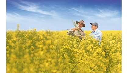 Foto de Bayer y Neste sellan un acuerdo para impulsar la colza de invierno como materia prima para biocombustibles