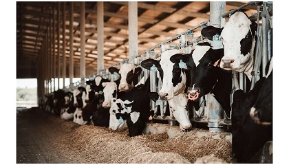 Foto de Montiqueijo obt�m certifica��o de Bem-Estar Animal Welfair