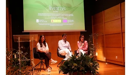 Fotografia de Oliveiras de Galicia avanza hacia la multiplicación a escala productiva de once variedades autóctonas de olivo