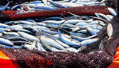 Foto de Pesca recebe 13 milh�es de euros para compensar aumento dos combust�veis