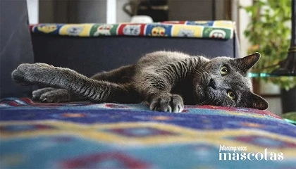 Foto de Ocho de cada diez gatos en Espa�a han llegado a su hogar tras una situaci�n de vulnerabilidad