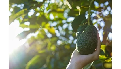 Foto de El nuevo marco europeo y el reto de hacer rentable la agricultura