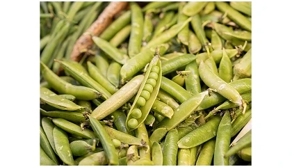 Foto de IA identifica cerca de 800 prote�nas vegetais com potencial para substituir emulsionantes de origem animal