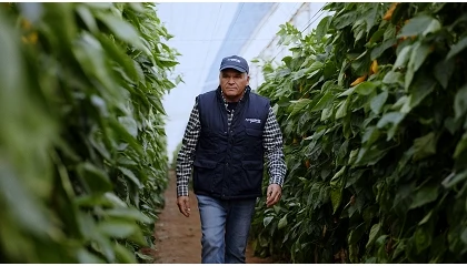 Foto de Grupo Agroponiente supera el hito de los 500 millones de facturación reforzando su dimensión multinacional