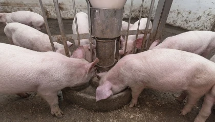 Foto de Espa�a refuerza su posici�n como cuarto proveedor de porcino de Reino Unido