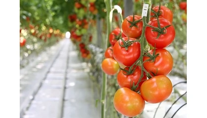 Foto de Las organizaciones de productores de frutas y hortalizas siguen en desventaja frente a los grandes minoristas