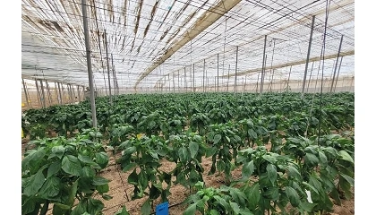 Foto de Intersemillas refuerza su apuesta por la innovaci�n con la apertura de un nuevo Centro de I+D en El Ejido (Almer�a)