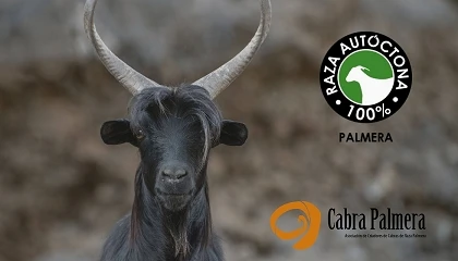 Foto de La Cabra Palmera obtiene la autorizaci�n para el uso del logotipo �100% Raza Aut�ctona�