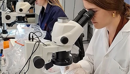 Foto de Nuevos compuestos para combatir un parásito de la dorada en acuicultura