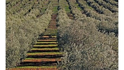 Foto de El 97% de las emisiones del aceite de oliva de Dcoop se concentra en la fase agrícola
