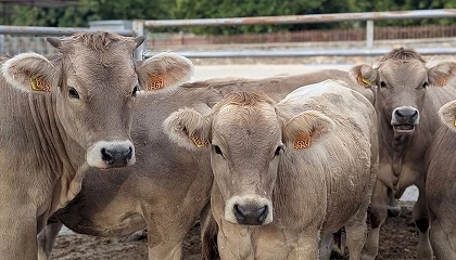 Foto de Tecnología para mejorar el bienestar y la productividad del vacuno de carne en Aragón