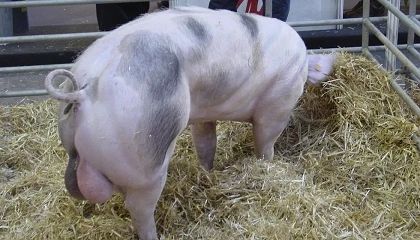 Foto de El porcino abordará en Femoga los desafíos de la eficiencia energética y el bienestar animal