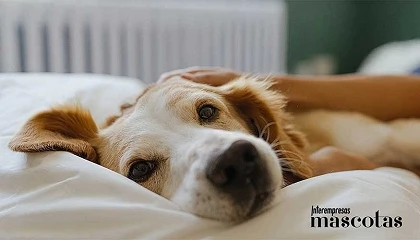 Foto de Mars lanza un centro de recursos para la adopci�n de mascotas