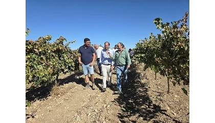 Foto de La Junta de Castilla y León cifra entre 0,79 y 1,09 €/kg el coste de producción de la uva en Ribera del Duero