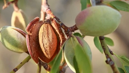Foto de Portugal Nuts e Demeter antecipam produ��o de am�ndoa para a campanha 2026