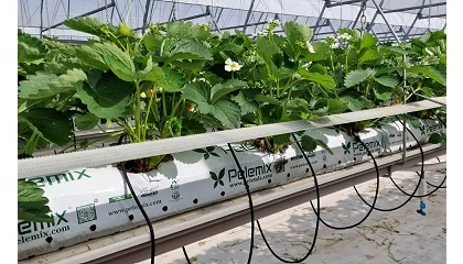 Foto de Pelemix refuerza su compromiso con sus clientes con nuevas soluciones innovadoras, de calidad y fiables en Fruit Attraction