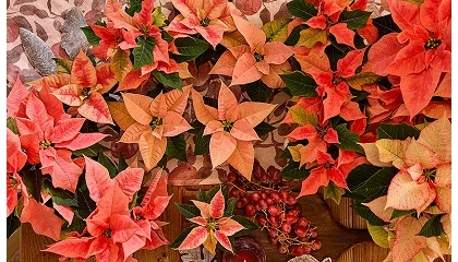 Foto de La flor de Pascua también encuentra su sitio en la decoración otoñal