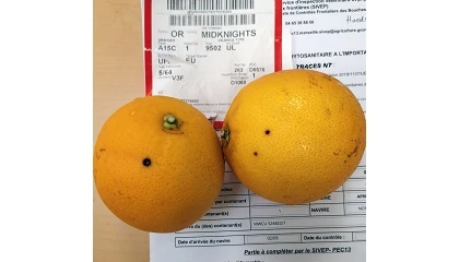 Foto de La UE baraja eliminar la ‘Mancha negra’ y tres graves moscas de la fruta del listado europeo de plagas prioritarias