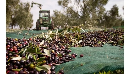 Foto de La Junta prevé 1,26 millones de toneladas de aceite de oliva en Andalucía para la campaña 2026/27