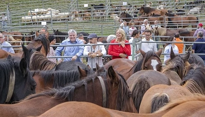 Foto de Caballos, ovejas y cabras toman el relevo del vacuno en la Feria de Ganado de Puentenansa