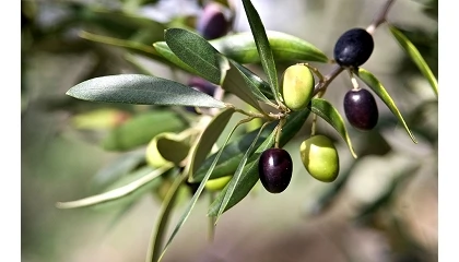 Foto de España prevé una producción de 1,6 millones de toneladas de aceite de oliva en la campaña 2026/27