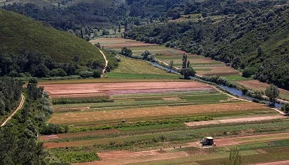 Foto de Uma floresta mais resiliente, um setor mais competitivo