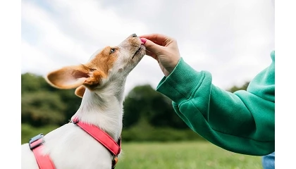 Foto de El valor del mercado de alimentación para mascotas se duplica en 10 años