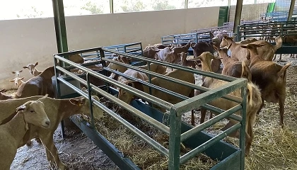 Foto de Demuestran la viabilidad de alimentar a ganado caprino con semillas de retama blanca