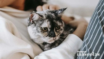 Foto de Gatoterapia y salud mental: cómo los gatos refuerzan el bienestar emocional