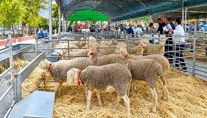 Foto de Un semental de raza Manchega alcanza los 2.900 euros en la subasta de San Clemente