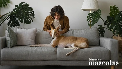 Foto de PSH presenta Home Fragrance: el aliado para mantener un hogar fresco y libre de olores cuando se comparte la vida con mascotas