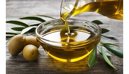 Foto de Ole�cola Ja�n inicia su 45� campa�a con la recolecci�n temprana de la variedad Frantoio