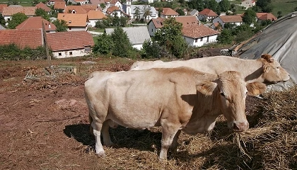 Foto de Navarra destinar� 204.000 euros para sufragar da�os causados por enfermedades en vacuno