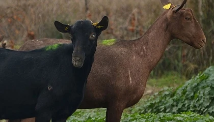 Foto de Caprigran lleva a Panam� el modelo de longevidad productiva de la raza Murciano-Granadina