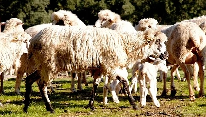 Foto de La falta de registros geneal�gicos amenaza la diversidad gen�tica de las razas ovinas de Espa�a
