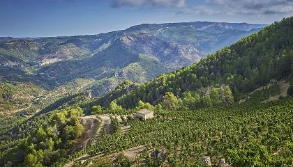 Foto de La DO Montsant incorpora los vinos de mínima intervención a su pliego de condiciones