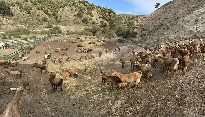 Foto de UPA apoya destinar el fondo de crisis de la UE a caprino, vacuno y apicultura en Andaluc�a