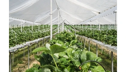 Foto de Irritec Iberia destaca la fertirrigaci�n como clave para la productividad y la eficiencia en el invernadero sin suelo