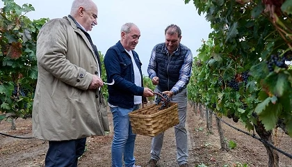 Foto de La DO Navarra cierra la vendimia más temprana de su historia con 43,55 millones de kilos de uva