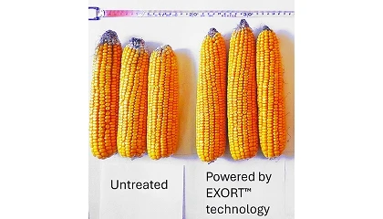Foto de Syngenta apresenta tecnologia EXORT para aumentar produtividade das culturas
