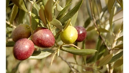 Foto de La aceituna hojiblanca cae a 0,40 euros por kilo en Granada ante una previsión de mayor producción