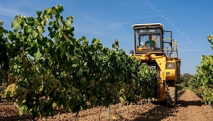 Foto de La vendimia catalana de 2026 supera los 352 millones de kilos de uva