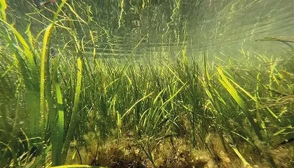 Foto de MARVIVA desarrollar� mallas biodegradables para restaurar praderas marinas y proteger la biodiversidad