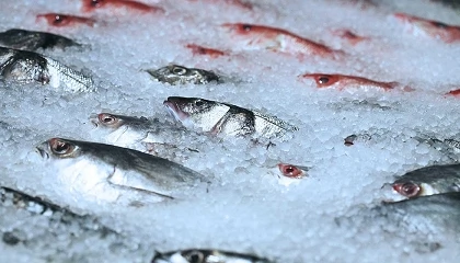 Foto de El consumidor espa�ol reclama herramientas para verificar el origen y las condiciones del pescado
