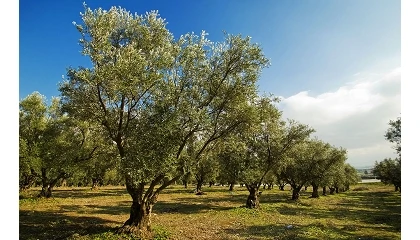 Foto de Córdoba acogerá una jornada sobre nuevas variedades, sistemas de cultivo y mercados del olivar