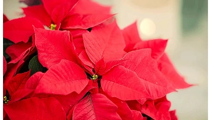 Foto de La flor de Pascua, una tradici�n de origen mexicano que conquista la Navidad