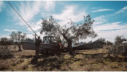 Foto de Cooperativa Agr�cola de Moura e Barrancos inicia campanha de azeitona com perspetiva de colheita hist�rica