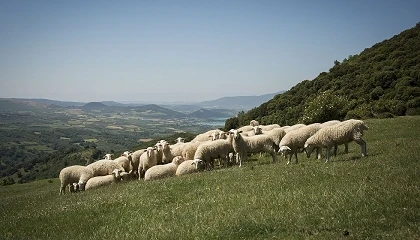 Foto de Navarra destinar� cinco millones de euros a ganaderos afectados por la sequ�a