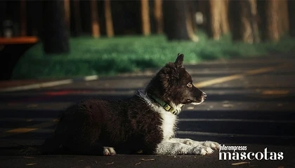 Foto de La RSCE alerta del mayor riesgo de atropello de perros por el cambio horario y menos horas de luz