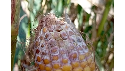 Foto de Una aplicaci�n web ayuda a predecir la fusariosis y las micotoxinas en ma�z y cebada